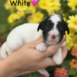 White - Black tri-color female Aussiedoodle puppy in Lancaster, Minnesota from Finney Ranch