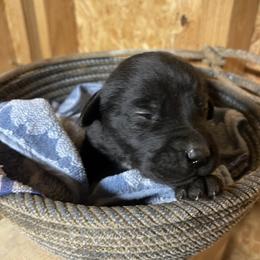 Black female 1 - Black female Labrador Retriever puppy in Falls City, Nebraska from Bassett Hounds & Labradors