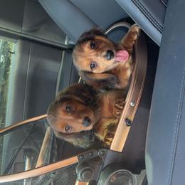 Dachshund and French Bulldog Puppies from Trust Fund Devil Kennel