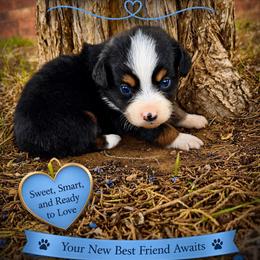 Banner - Black tri male Miniature Australian Shepherd puppy in Idalou, Texas from Lonesome Pine Mini Aussies