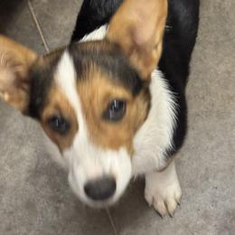 American Corgis, Basset Hounds, and Cocker Spaniels from Oak Hollow Farms