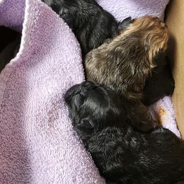 French Bulldog puppies from Stratton Kennel