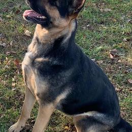 German Shepherds from Murphy's Shepherds