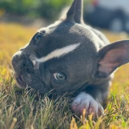 Luna - French Bulldog
