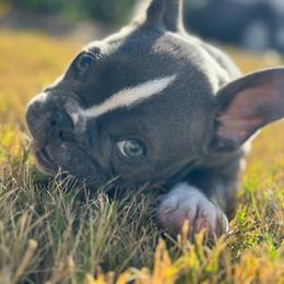 Luna - French Bulldog