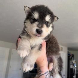 Hollow - Black and white male Alaskan Malamute puppy in Spokane, Washington from Asgard Wooly Malamutes