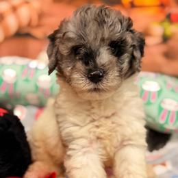 Cloud - Blue merle male Aussiedoodle puppy in Dickerson, Maryland from Pawsome Aussie Doodles and Oodles