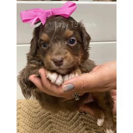 Pink Collar - Red tri-color Aussiedoodle puppy in Tonopah, Arizona from Lazy T9 Ranch