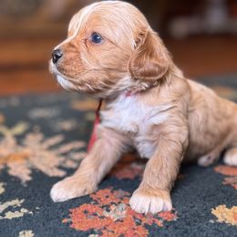 Cavalier King Charles Spaniel and Cavapoo Puppies from Alex Camp