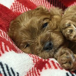 Cavalier King Charles Spaniels and Cavapoos from Good Hope Cavaliers