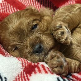 Cavalier King Charles Spaniels and Cavapoos from Good Hope Cavaliers