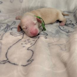Green Boy - Cream male Dachshund puppy in Cypress, California from Ferrario Dachshunds