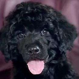 Lagotti Romagnoli and Portuguese Water Dogs from Boardwalk Water Dogs