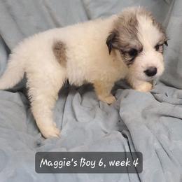 Boy 6 - White and badger male Great Pyrenees puppy in Nicholson, Georgia from Pony Trail Farm