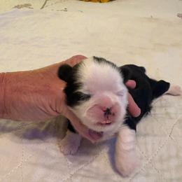 Hope - Black and white female Shih Tzu puppy in Buffalo, New York from Irish Eyes ShihTzu