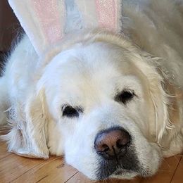 Golden Retrievers from White Sand Golden Retrievers