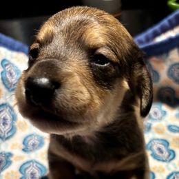 Curly - Cream male Dachshund puppy in Littlestown, Pennsylvania from Little Kisses Doxies