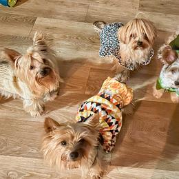 Shih Tzu and Yorkshire Terrier All Grown Up from Empire Yorkies