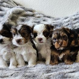 Yorkshire Terrier Puppies from For the Love of Yorkies
