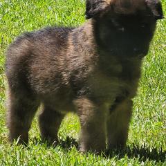 Belgian Tervuren Puppies from Kismet Belgian Tervuren's  owner Angela Ernst