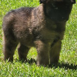 Belgian Tervuren Puppies from Kismet Belgian Tervuren's  owner Angela Ernst