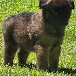 Belgian Tervuren Puppies from Kismet Belgian Tervuren's  owner Angela Ernst