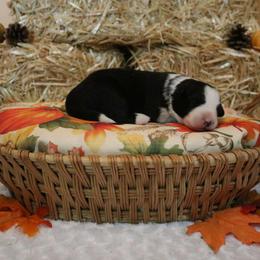 Border Collie Puppies from Top Notch Border Collies