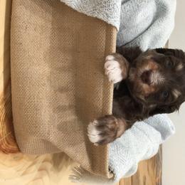 Bernedoodle Puppies from Cry Woof LLC