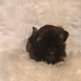 Shih Tzu Puppies from N.F.S.T Imperial ShihTzu Puppies.