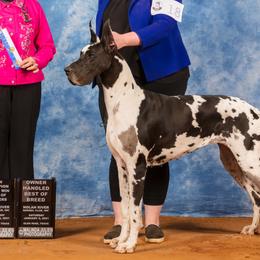 Great Danes from Titanium Danes