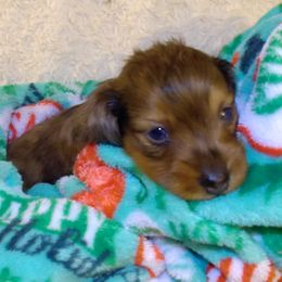Dachshund puppies from Jana Rae's