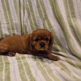 Sarah - Ruby female Cavalier King Charles Spaniel puppy in Sunny Valley, Oregon from Sunny Valley Cavaliers