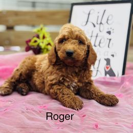 Goldendoodle puppies from FriendlyPals