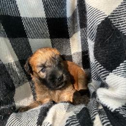 Timon - Wheaten male Soft Coated Wheaten Terrier puppy in Nokomis, Illinois from Windhill Wheatens