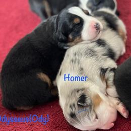 Homer - Blue merle male Australian Shepherd puppy in Lebanon, Oregon from Mt. Hope Aussies