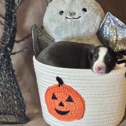 Hitch (Trailblazer) - Black tri-color male Australian Shepherd puppy in California from Eagle River Aussies
