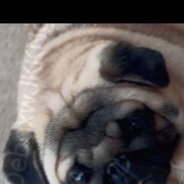 Crim - Pug