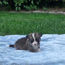 No Collar Male - Sable male Pembroke Welsh Corgi puppy in Tenino, Washington from LoneStar Corgis NW