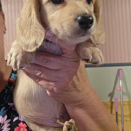 MILLER LIGHT - Cream male Dachshund puppy in El Paso, Texas from Mells Weenies