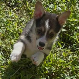 AKC  Pink - Black and tan female Pembroke Welsh Corgi puppy in Summerfield, Florida from Promise Land Farm