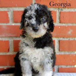Georgia - Blue merle and white female Sheepadoodle puppy in Comanche, Texas from Central Texas Doodles, LLC.