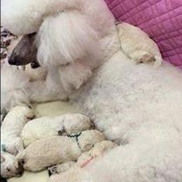Standard Poodle and Miniature Poodle Puppies from Noriko Poodles
