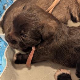 Girl 3 mauve collar - Liver female Miniature Schnauzer puppy in Eupora, Mississippi from Mississippi Mini Schnauzers