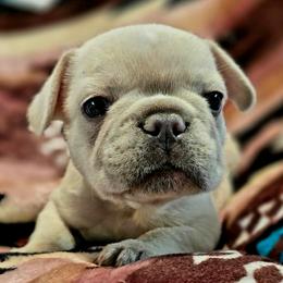 Hank - White male French Bulldog puppy in Waitts Lake, Washington from Best Friend standard Frenchies