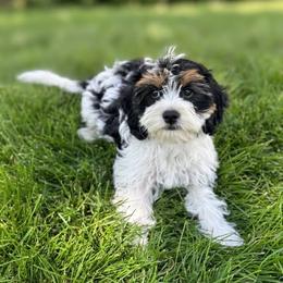 Cavapoo puppies from Dinky Doo Doodles