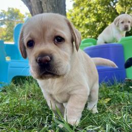 Dobby - Yellow male Labrador Retriever puppy in Rochester, New Hampshire from Merrydale Labradors