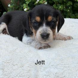 Jett - Black tan and bluetick female Beagle puppy in Mansfield, Missouri from Rippee Creek Kennel