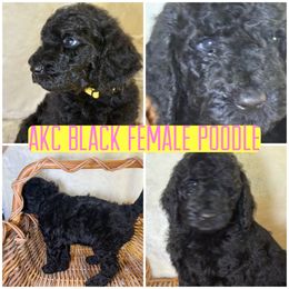 Daisy - Black female Poodle puppy in Lakeland, Florida from Gulfside Poodles
