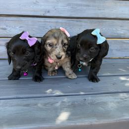 Dachshund Puppies from Liberty Pups by MF Homestead