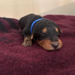 Mr. Blue - Black and tan male Airedale Terrier puppy in Huntersville, North Carolina from Cool Hand Luke Kennels
